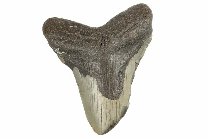 Bargain, Fossil Megalodon Tooth - North Carolina #190907